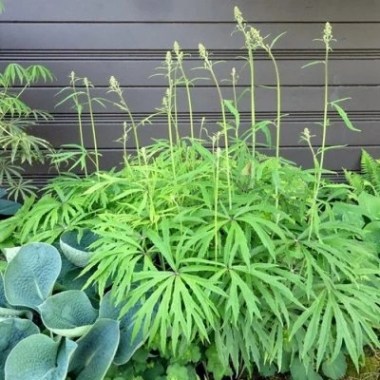 45-95-shredded-umbrella-plant-bg — копия (2)